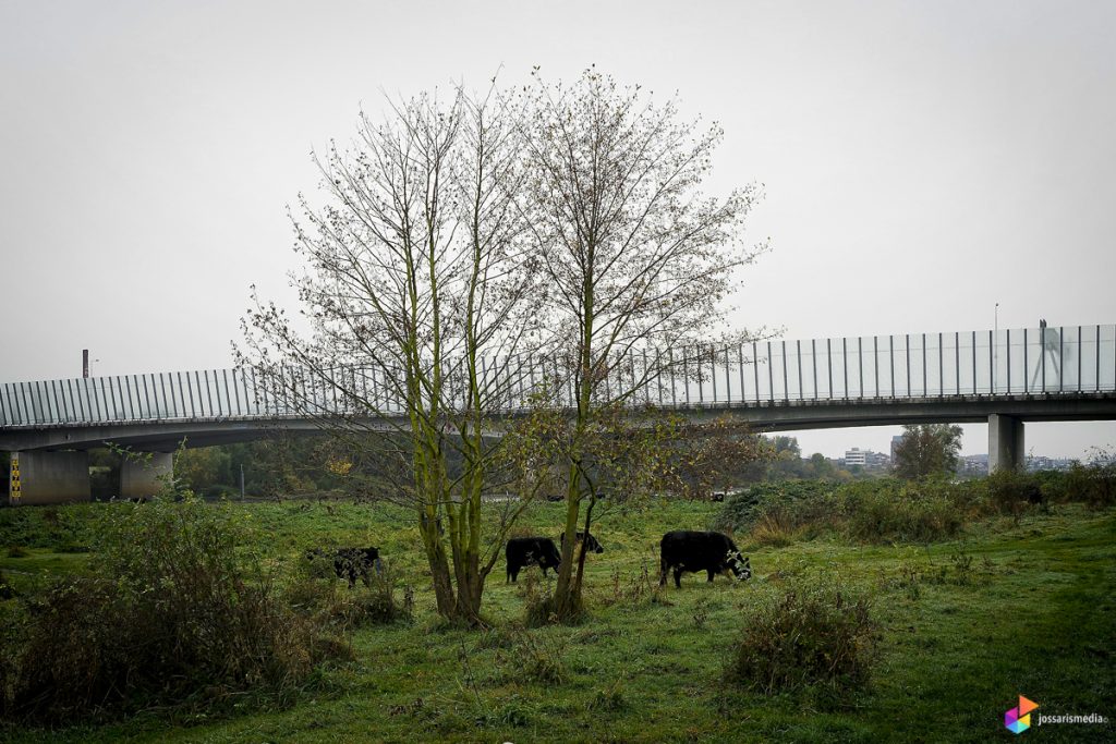 Venlo | Galloway runderen in de uiterwaarden bij Blerick