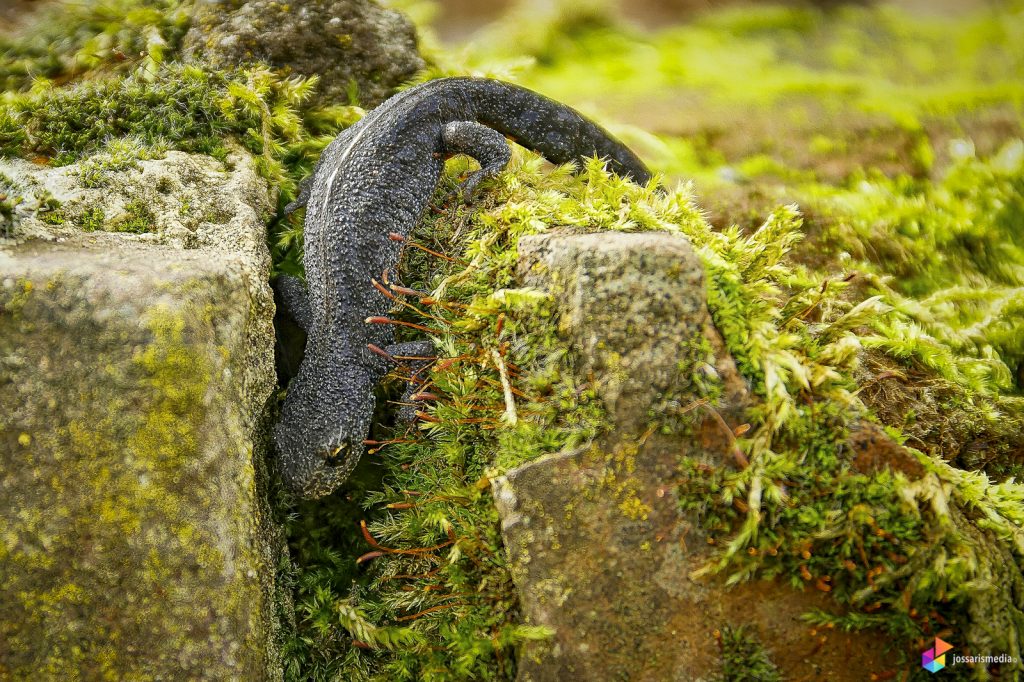 Salamander