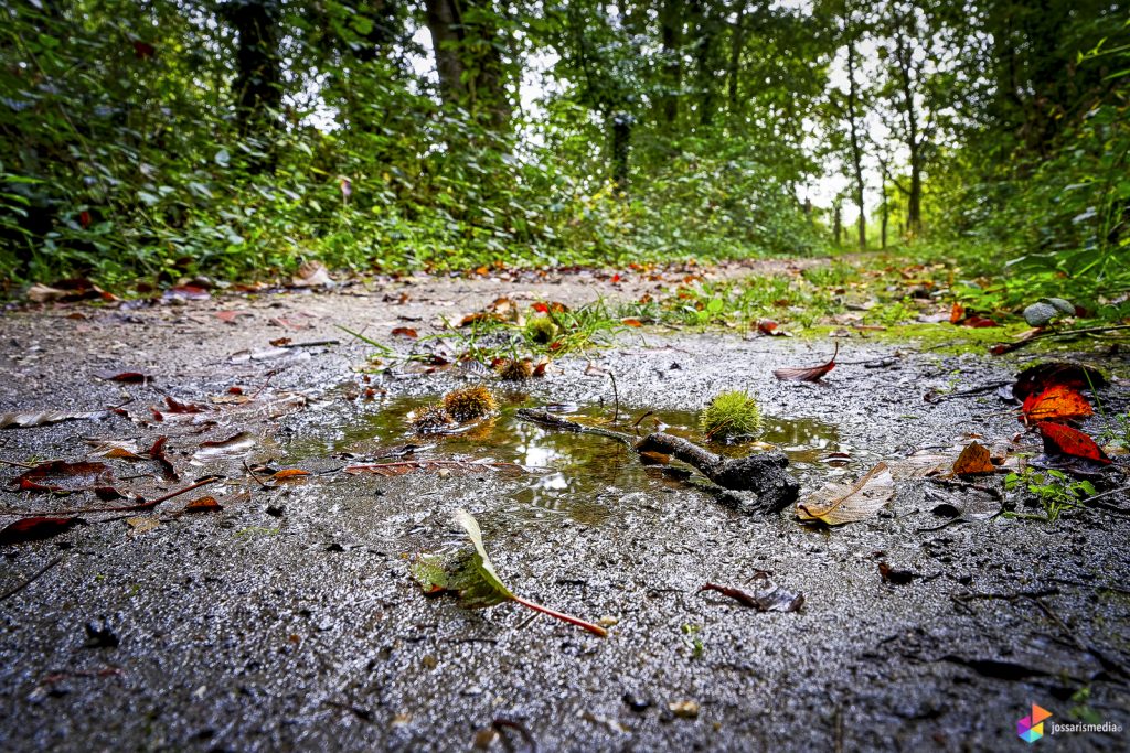 Venlo | Jammerdaalse Heide