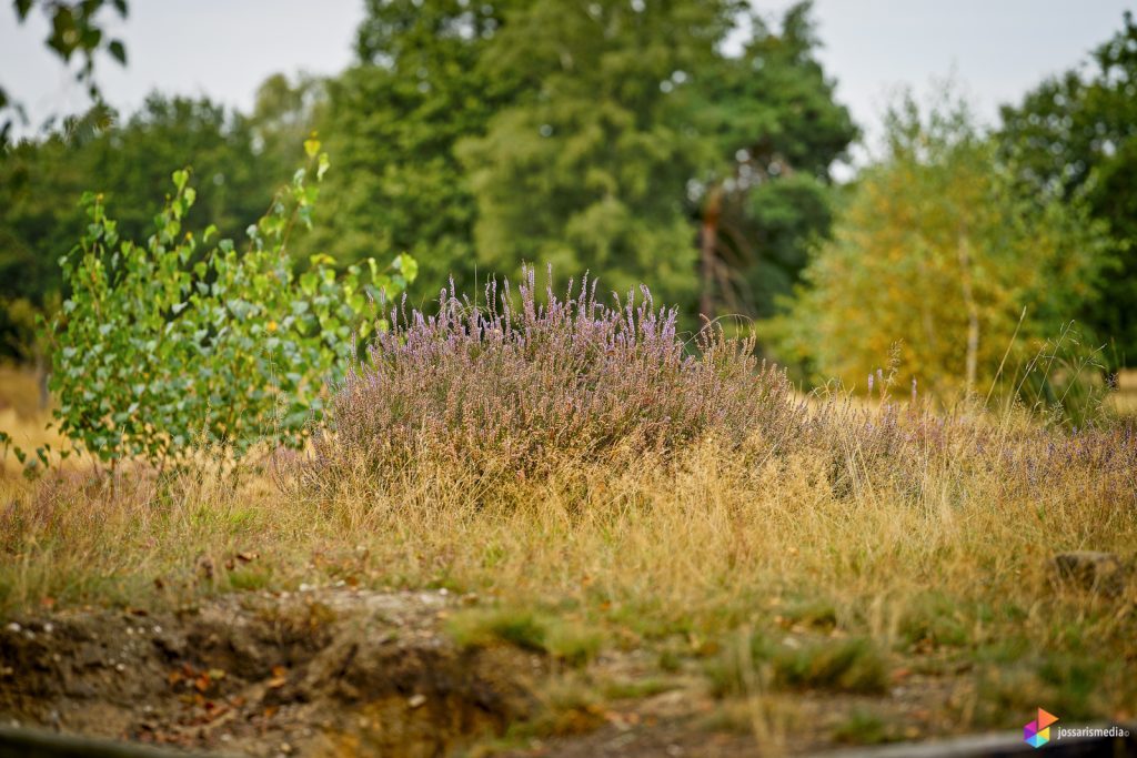 Venlo | Groote Heide