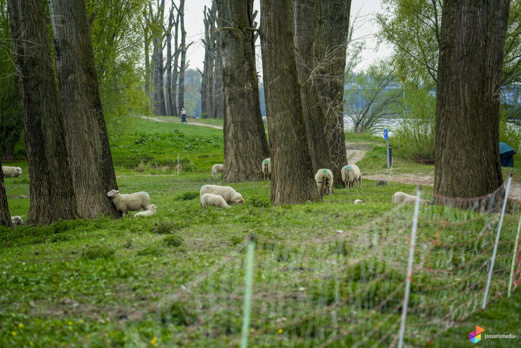 Venlo | De Oude Beemden schaapskudde