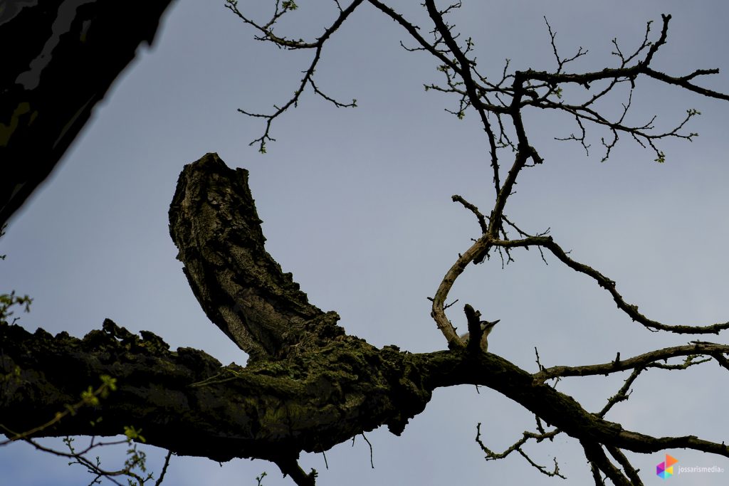 Venlo | Wilhelminapark specht