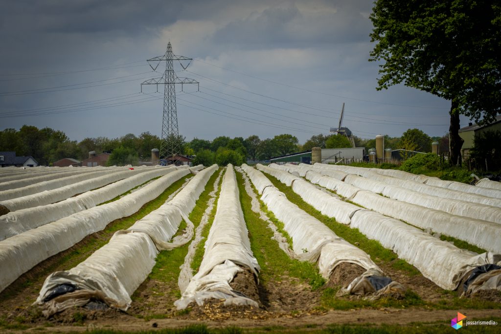 Schoor | Asperge velden