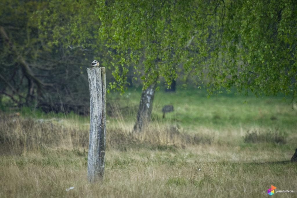 Venlo | Tapuit mannetje en vrouwtje op de Groote Heide