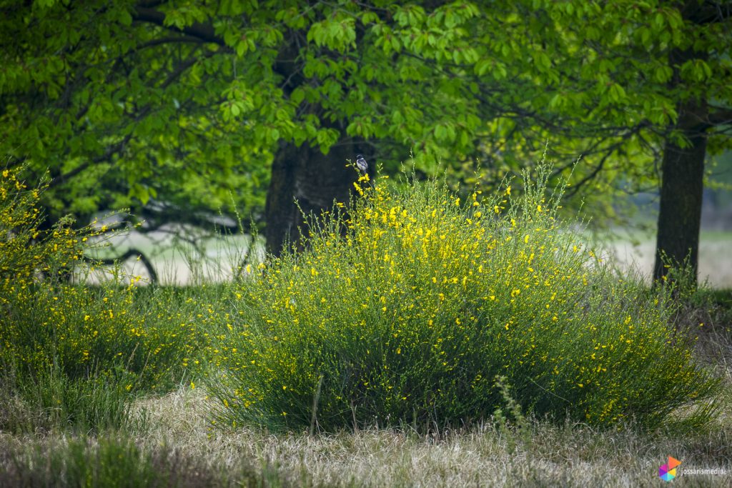 Venlo | Tapuit op de Groote Heide