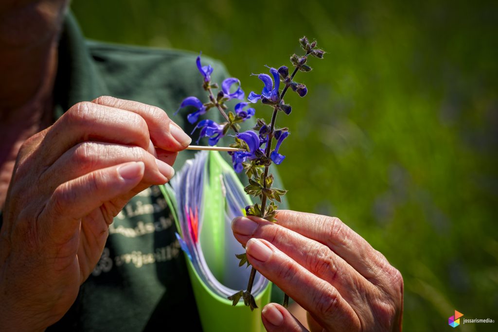 Venlo | Océ-Weerd uitleg over bloemen en planten