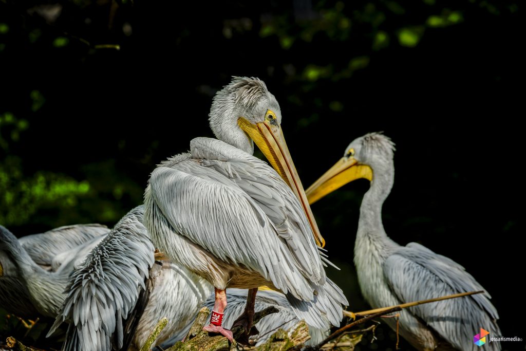 Zoo Duisburg | Pelikanen