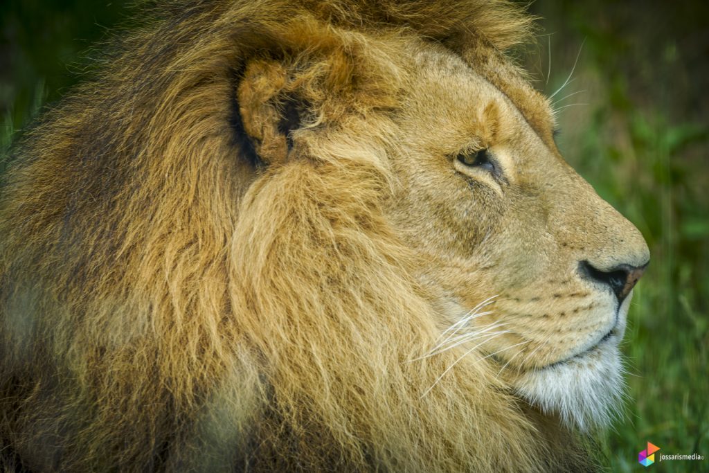 Zoo Duisburg | De koning van het dierenrijk