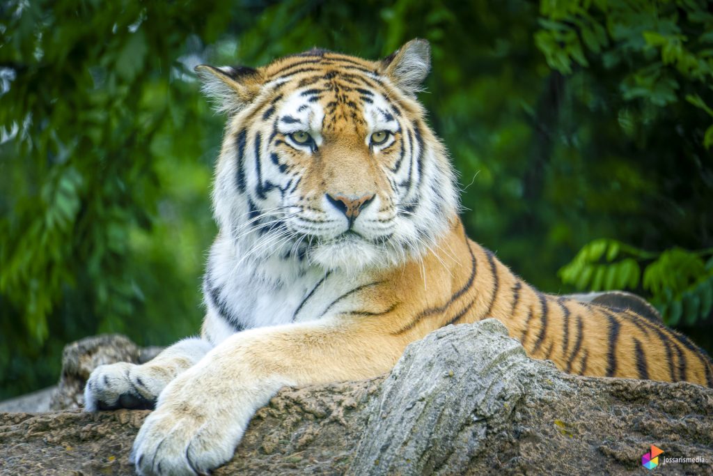 Zoo Duisburg | Waakzame tijger