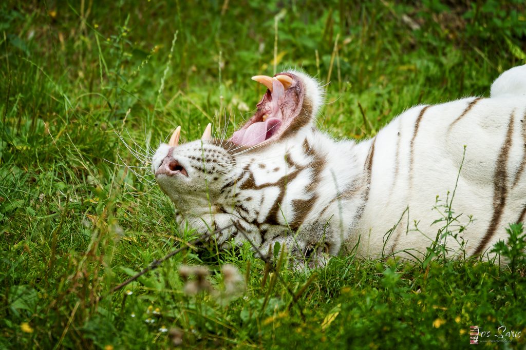 ZooParc Overloon | Witte tijger