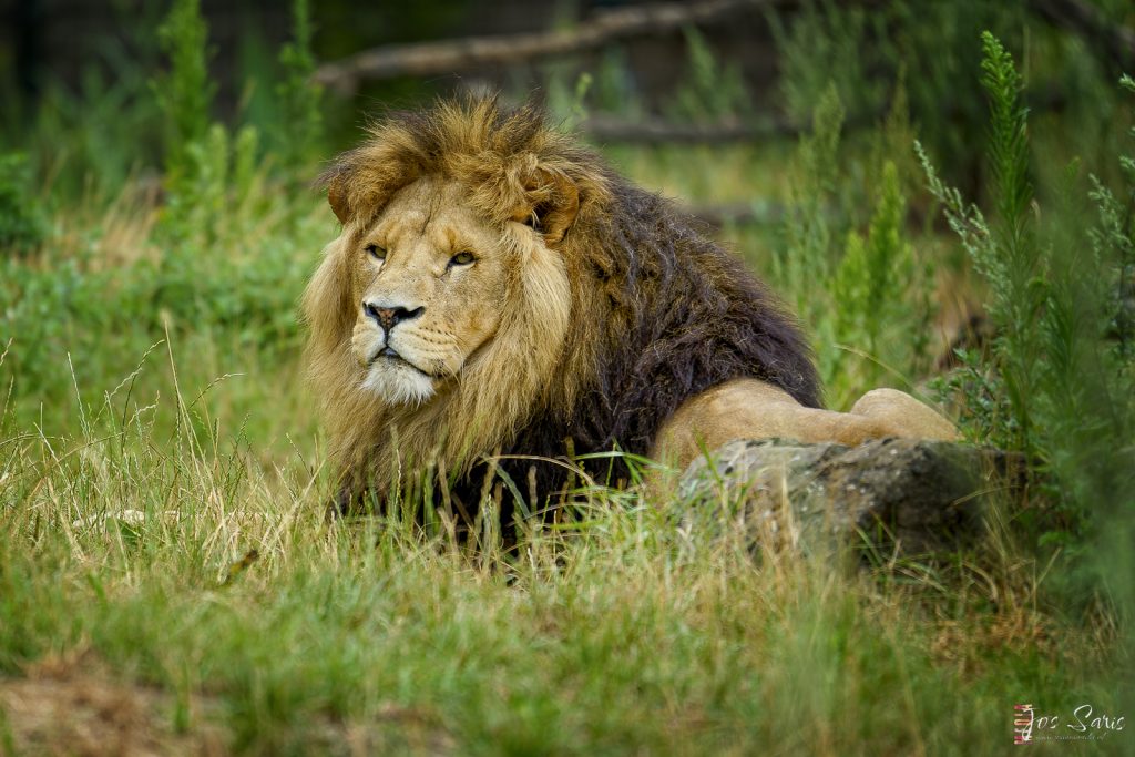 ZooParc Overloon | Koning der dieren