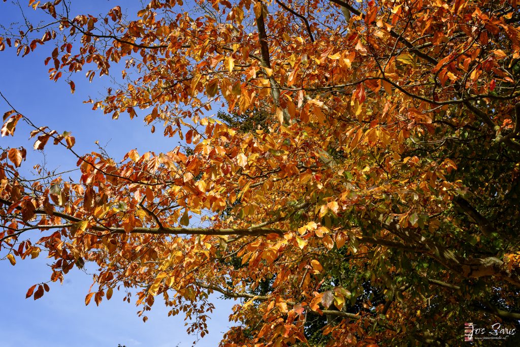 Venlo | Op zoek naar de herfst