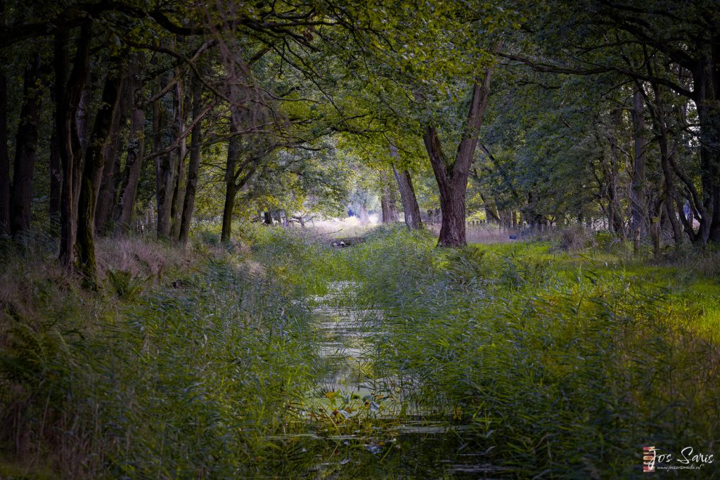 Weerterbos | Oude Graaf