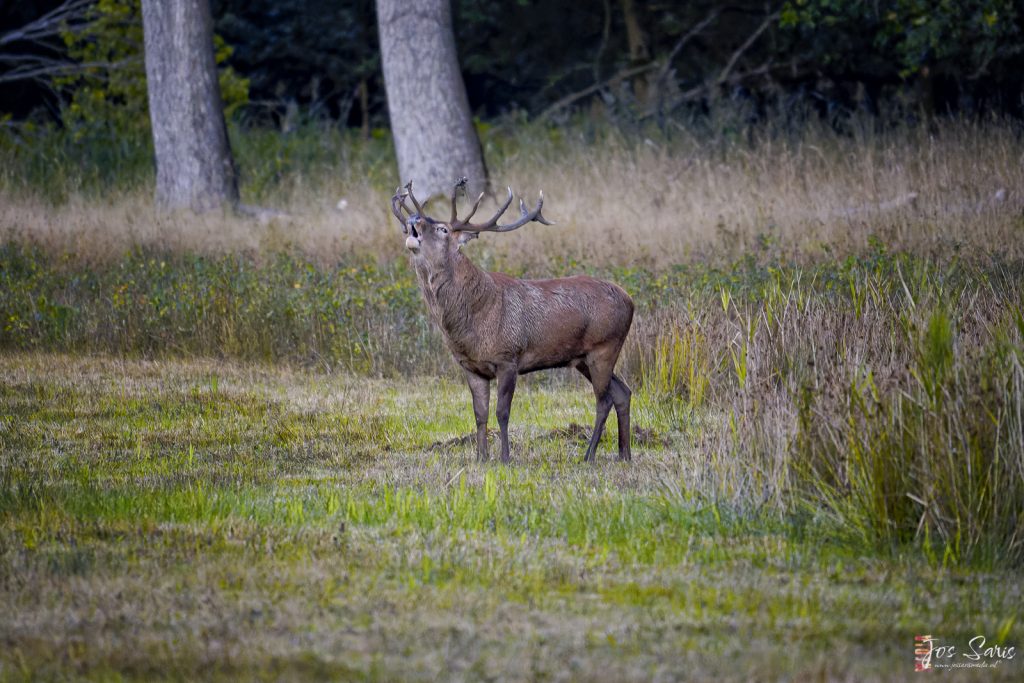 Weerterbos | Burlend edelhert