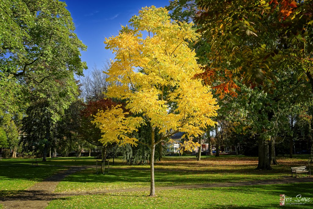 Venlo | Wilhelminapark 