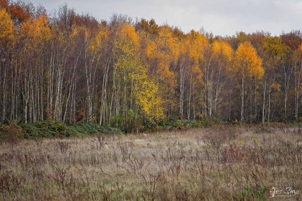 Venlo | Herfstkleuren 