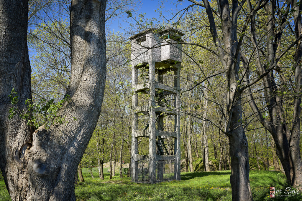 a tower in a forest