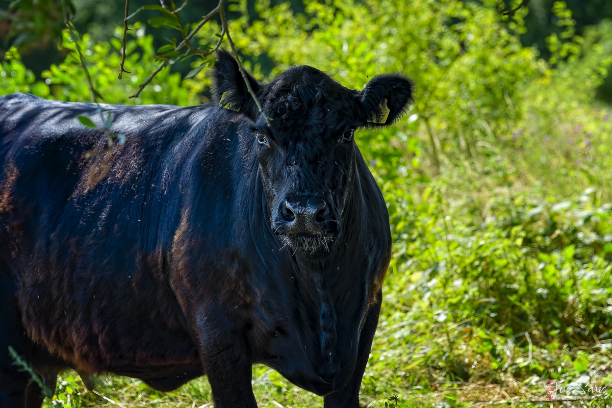 a black cow standing in grass