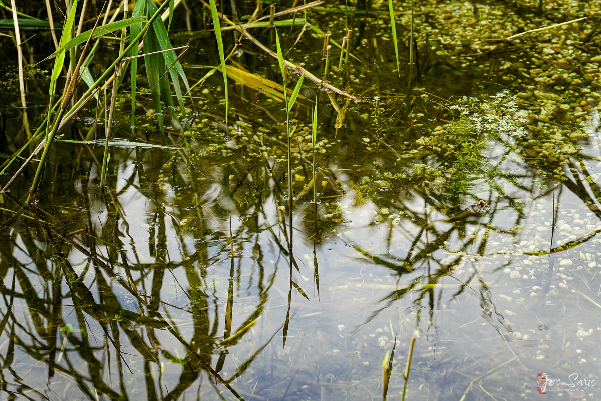 a swampy water with plants and grass