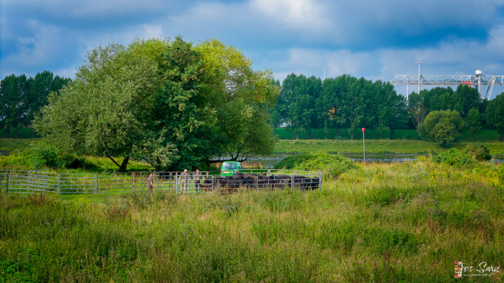 kraal met Galloway runderen