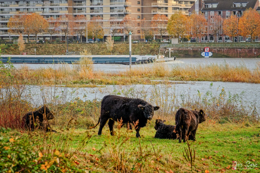 Gallowayrunderen op de uiterwaarden van de Maas in Venlo tijdens hoogwater.