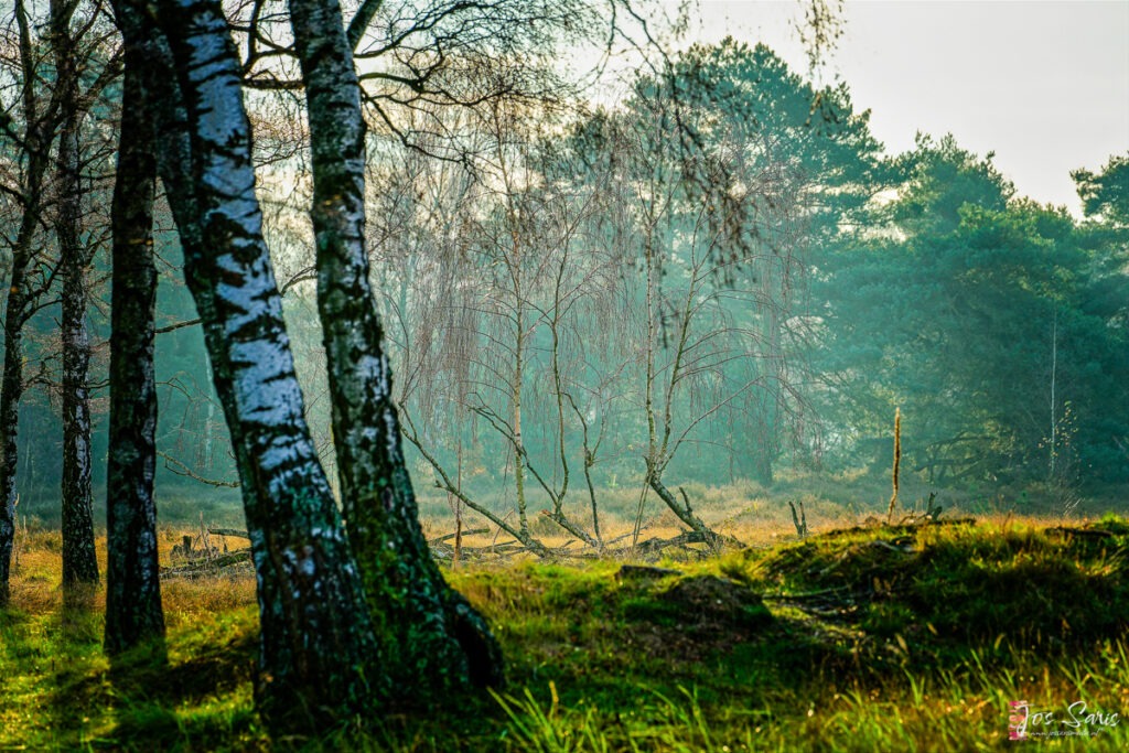 a forest with trees and grass