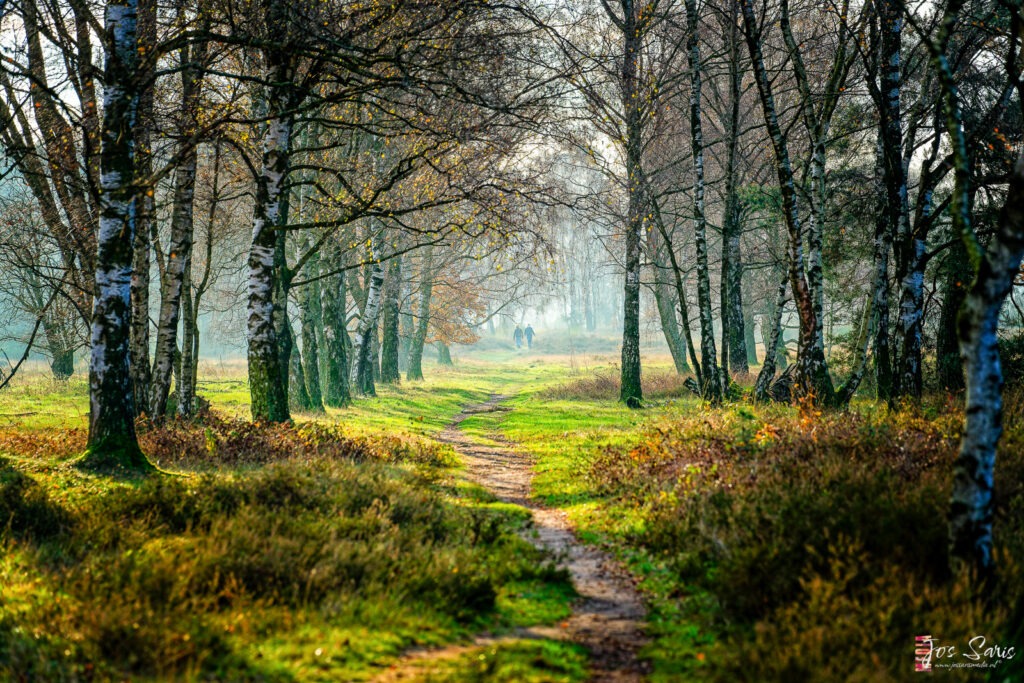 a path through a forest