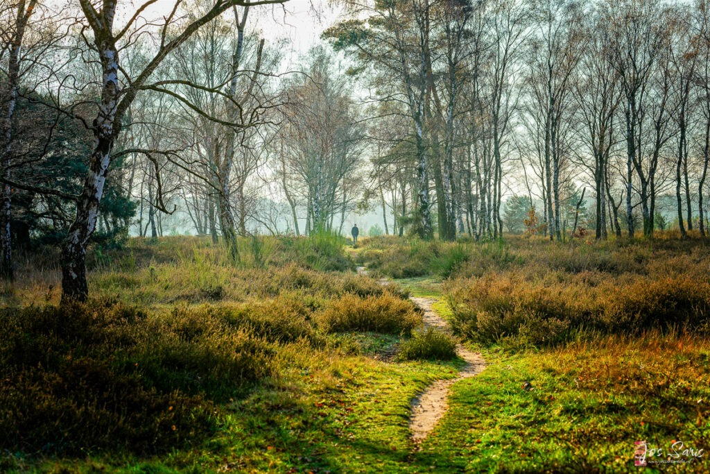 a person walking through a grassy area