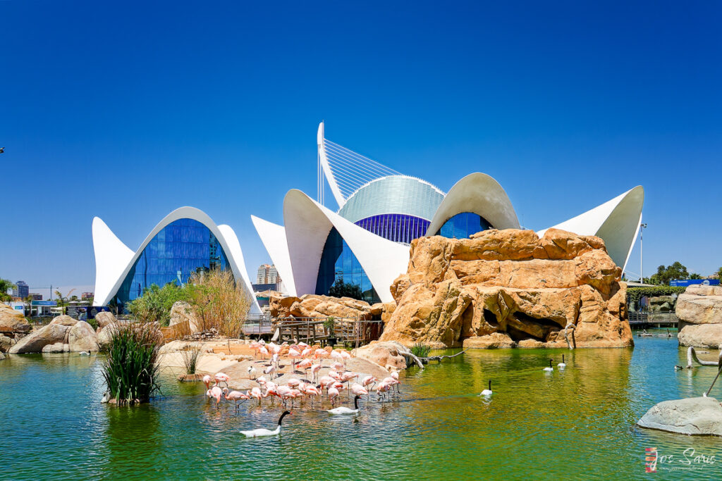 a group of birds in a pond with Sydney Opera House in the background